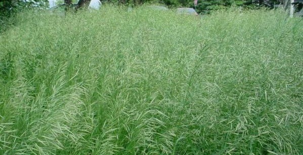 koster_field2