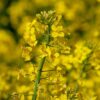 насіння гірчиці купити