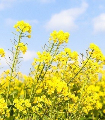 насіння ріпаку купити