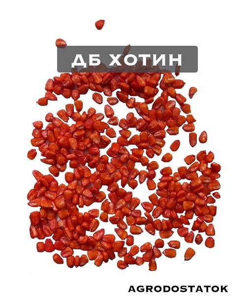 Кукуруза ДБ Хотин семена купить
