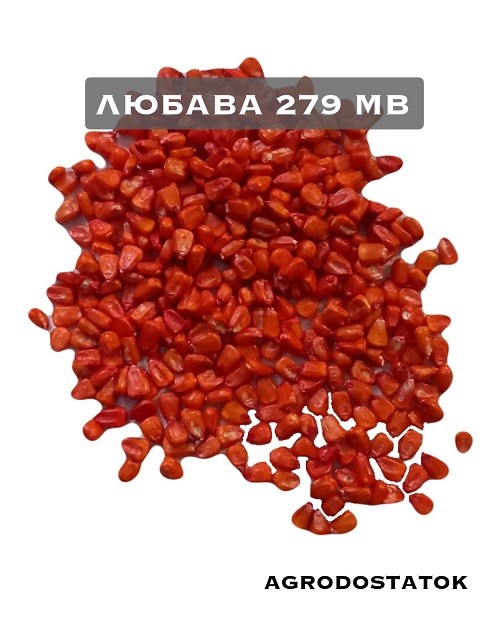 Кукуруза Любава 279 МВ семена купить