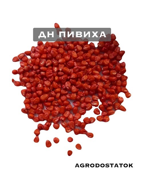 Кукурудза ДН Пивиха насіння купити