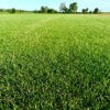 газон рулонний купити