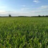 Рулонна трава купити в Україні