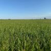 газон в рулонах купити